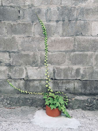 interesting plant germinating unknown asの写真素材