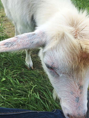 White goat.Domestic thoroughbred goat.Country life.