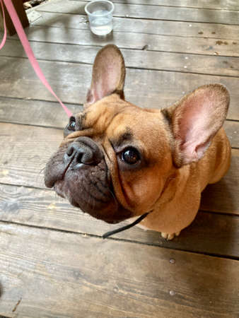 dog. small brown french bulldogの写真素材