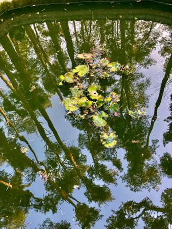 small pool in the park