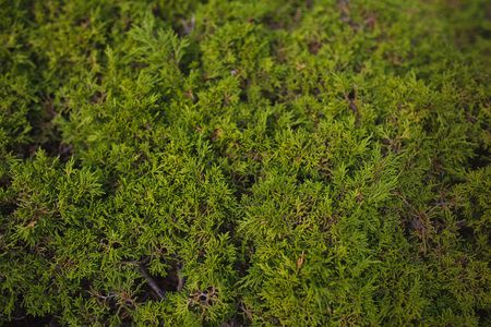 Bright green plant in full screen large