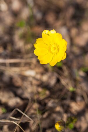 Yellow flower of spring in the forest. Primroseの写真素材