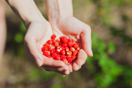 Gathering strawberry harvest in the country in the hands of largeの写真素材