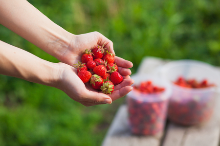 Gathering strawberry harvest in the country in the hands of largeの写真素材