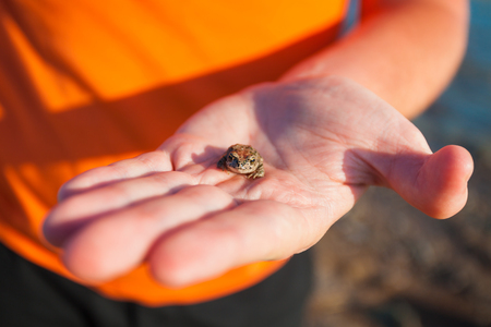 small toad sits on a man's arm in an orange T-shirt. Frog on an orange background in a selective...