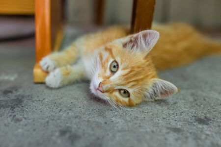beautiful ginger kitten is resting. Cute kitten in the parkの写真素材