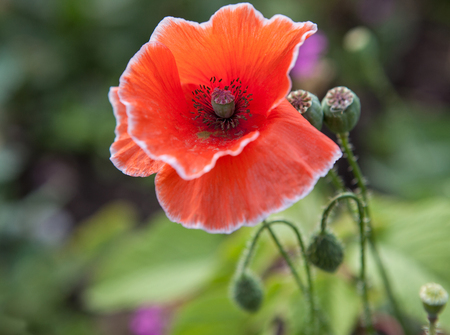 red poppy abstract flowerの写真素材