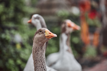 Wild geese and ducks coexist with people walking swimmingの写真素材