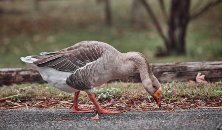 Wild geese and ducks coexist with people walking swimmingの写真素材