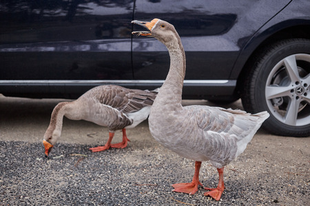 Wild geese and ducks coexist with people walking swimmingの写真素材