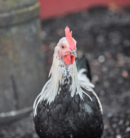 Domestic farm rooster chicken poultry easter eggs village cock cage free