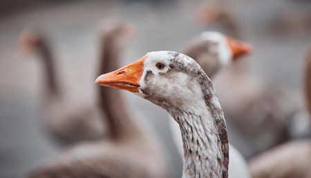 Wild geese and ducks coexist with people walking swimmingの写真素材