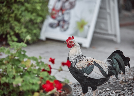 Domestic farm rooster chicken poultry easter eggs village cock cage free