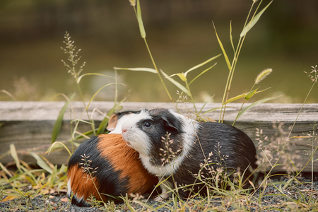 two cute guinea pigs adorable american tricolored with swirl on head in park eating grassesの写真素材