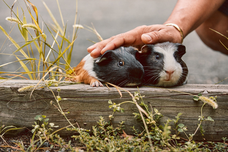 two cute guinea pigs adorable american tricolored with swirl on head in park eating grassesの写真素材