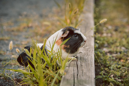 two cute guinea pigs adorable american tricolored with swirl on head in park eating grassesの写真素材