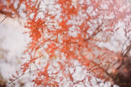 Beautiful bright orange autumn leaves background. Colorful fall.の写真素材
