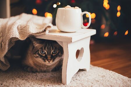 Hot cocoa with marshmallows near Christmas tree with festive lights on the background. Cat sitting under wooden vintage tray.