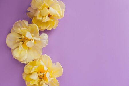 Yellow tulip flowers on violet backround. Spring concept backdrop. Place for text.の写真素材