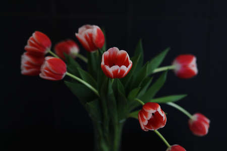 Bouquet of beautiful bicolor tuips flowers in vase isolated on dark background.の写真素材