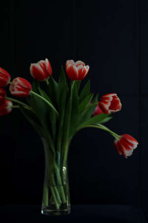 Bouquet of beautiful bicolor tuips flowers in vase isolated on dark background.の写真素材
