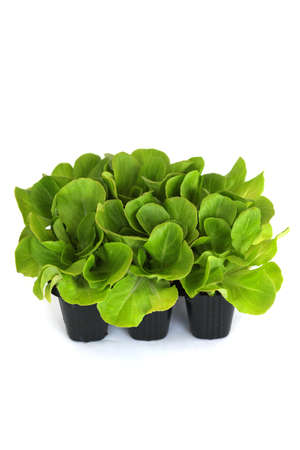 Salad, salanova seedlings in a pot isolated on white background. Organic gardening, plants in plastic cells. Copy spaceの写真素材