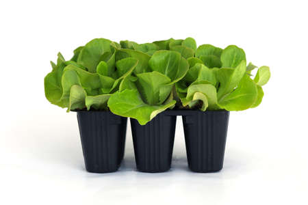 Salad, salanova seedlings in a pot isolated on white background. Organic gardening, plants in plastic cells. Copy spaceの写真素材