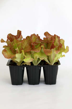 Salad, salanova seedlings in a pot isolated on white background. Organic gardening, plants in plastic cells. Copy spaceの写真素材