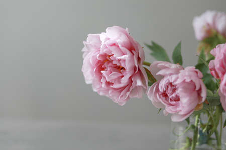 Pastel pink peony flowers bouquet in a glass vase on gray background.の写真素材