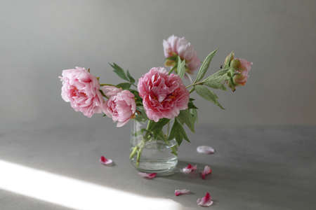 Pastel pink peony flowers bouquet in a glass vase on gray background.