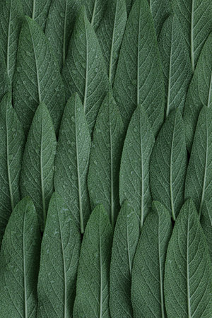 Green sage, sage leaves abstract background with drops of water, fresh toned leaves. Macro. Top...