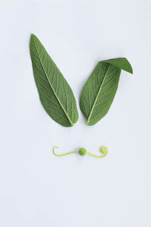 Bunny rabbit ears made of natural green sage leaves and nose on white background. Easter minimal...