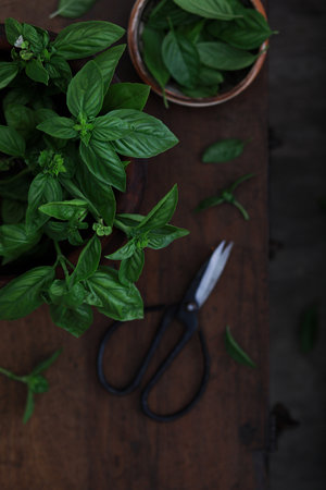 Fresh bunch of basil and old scissors on wooden table. Flat layの写真素材