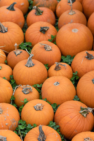 Orange Fall Pumpkins Preparing for Halloweenの写真素材