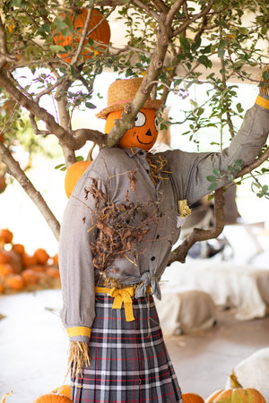 Scarecrow near tree and pumpkins decoration for Halloween holiday.