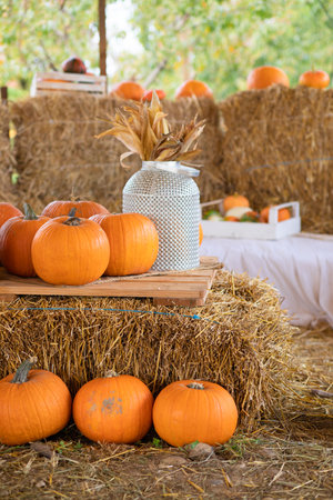 Orange pumpkins and dried leaves on vase on table. Holiday autumn decoration. Halloween decorの写真素材