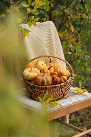 Wooden basket with decorative pumpkins on old chair in the autumn gardenの写真素材