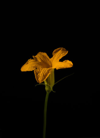 Yellow flower of pumpkin, isolated on black backgroundの写真素材