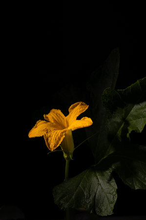 Yellow flower of pumpkin, isolated on black backgroundの写真素材
