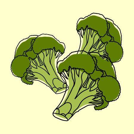 Broccoli concept. organic food concept. vector illustration.のイラスト素材