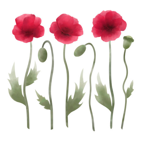 Watercolor set of poppy flowers and buds. Wildflower and meadow flower collection isolated on white background.のイラスト素材