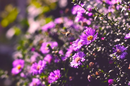 Flying bee in a garden with purple flowers on a sunny day.の写真素材