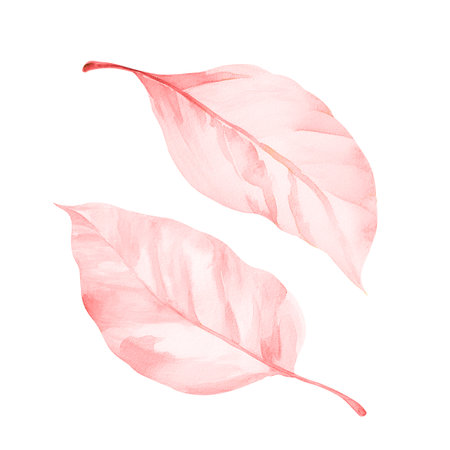 Composition of two pink watercolor tree leaves isolated on a white background. Botanical elements design.の写真素材