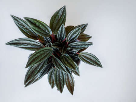 A home plant peperomia rosso isolated on a white backgroundの写真素材