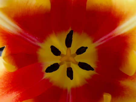 Closeup shot of a tulips heartの写真素材