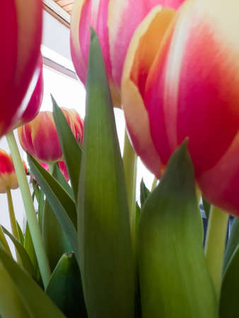 Bouquet of tulips with a window on the backgroundの写真素材