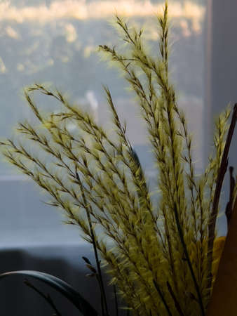 Green fluffy grass, indoor, in a vaseの写真素材
