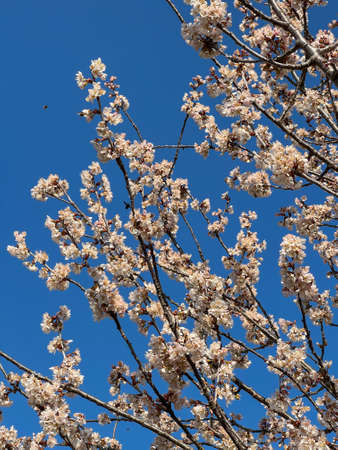 Blooming tree branches, white flowers, apple treeの写真素材