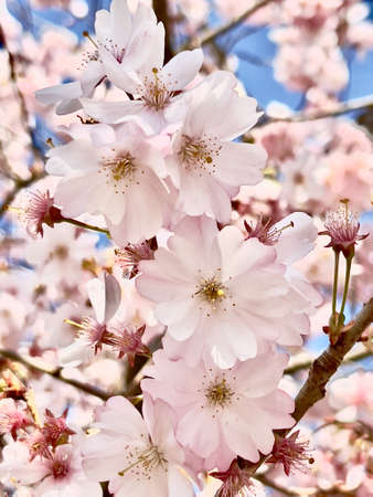 Blooming tree branches, white flowers, apple treeの写真素材