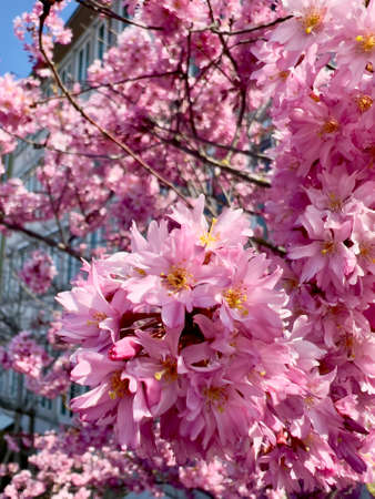 Blooming tree branches, white flowers, peach treeの写真素材